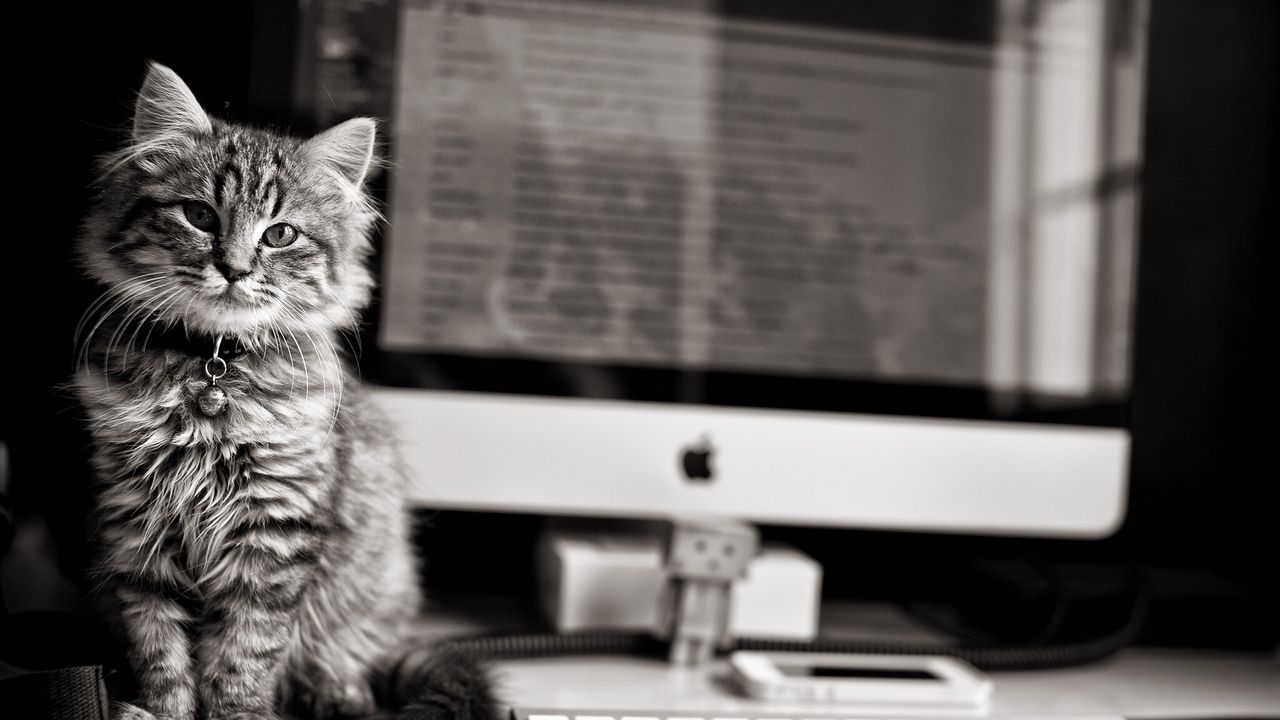 Wallpaper kitten, cat, computer, keyboard, apple, mac, black and white