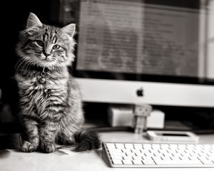 Preview wallpaper kitten, cat, computer, keyboard, apple, mac, black and white