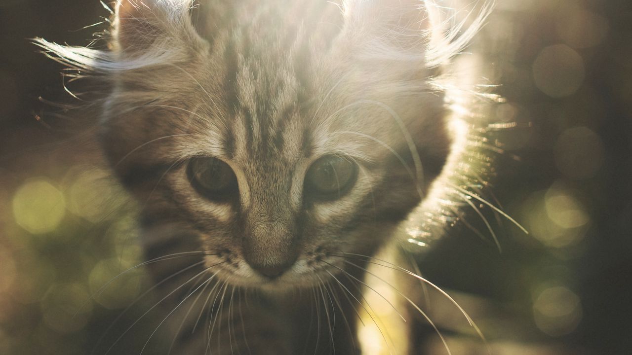 Wallpaper kitten, cat, cute, sunlight, glare