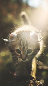 Preview wallpaper kitten, cat, cute, sunlight, glare