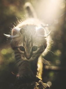 Preview wallpaper kitten, cat, cute, sunlight, glare