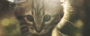 Preview wallpaper kitten, cat, cute, sunlight, glare