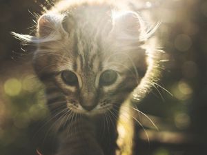 Preview wallpaper kitten, cat, cute, sunlight, glare