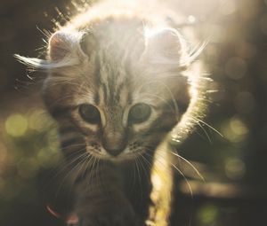 Preview wallpaper kitten, cat, cute, sunlight, glare