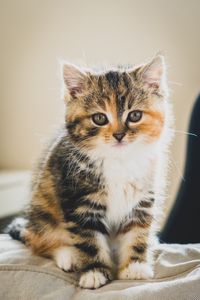 Preview wallpaper kitten, cat, cute, pet