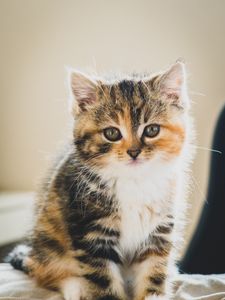 Preview wallpaper kitten, cat, cute, pet
