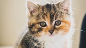 Preview wallpaper kitten, cat, cute, pet