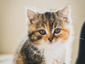 Preview wallpaper kitten, cat, cute, pet