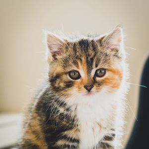 Preview wallpaper kitten, cat, cute, pet