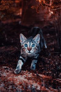 Preview wallpaper kitten, cat, cute, striped