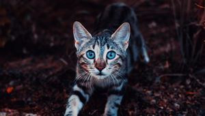 Preview wallpaper kitten, cat, cute, striped