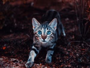 Preview wallpaper kitten, cat, cute, striped