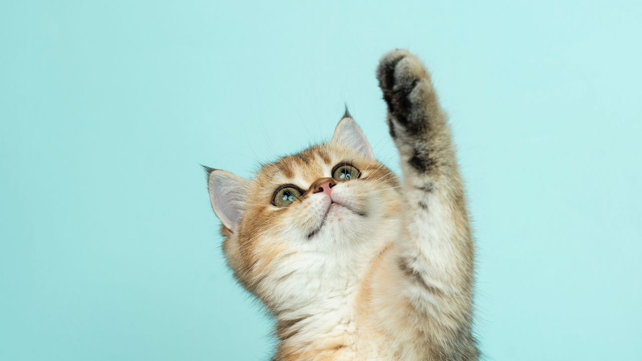 Wallpaper kitten, cat, cute, funny