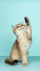 Preview wallpaper kitten, cat, cute, funny