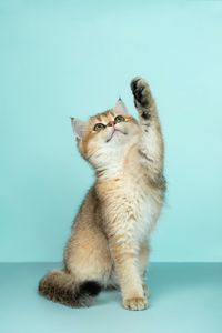 Preview wallpaper kitten, cat, cute, funny