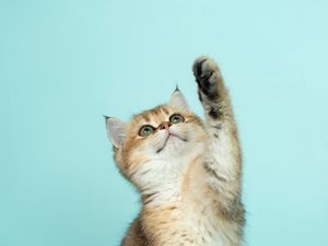 Preview wallpaper kitten, cat, cute, funny