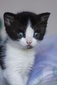 Preview wallpaper kitten, cat, cute, little