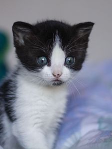 Preview wallpaper kitten, cat, cute, little