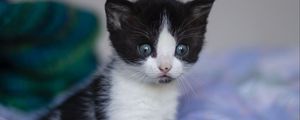 Preview wallpaper kitten, cat, cute, little