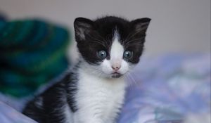 Preview wallpaper kitten, cat, cute, little