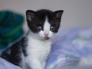 Preview wallpaper kitten, cat, cute, little