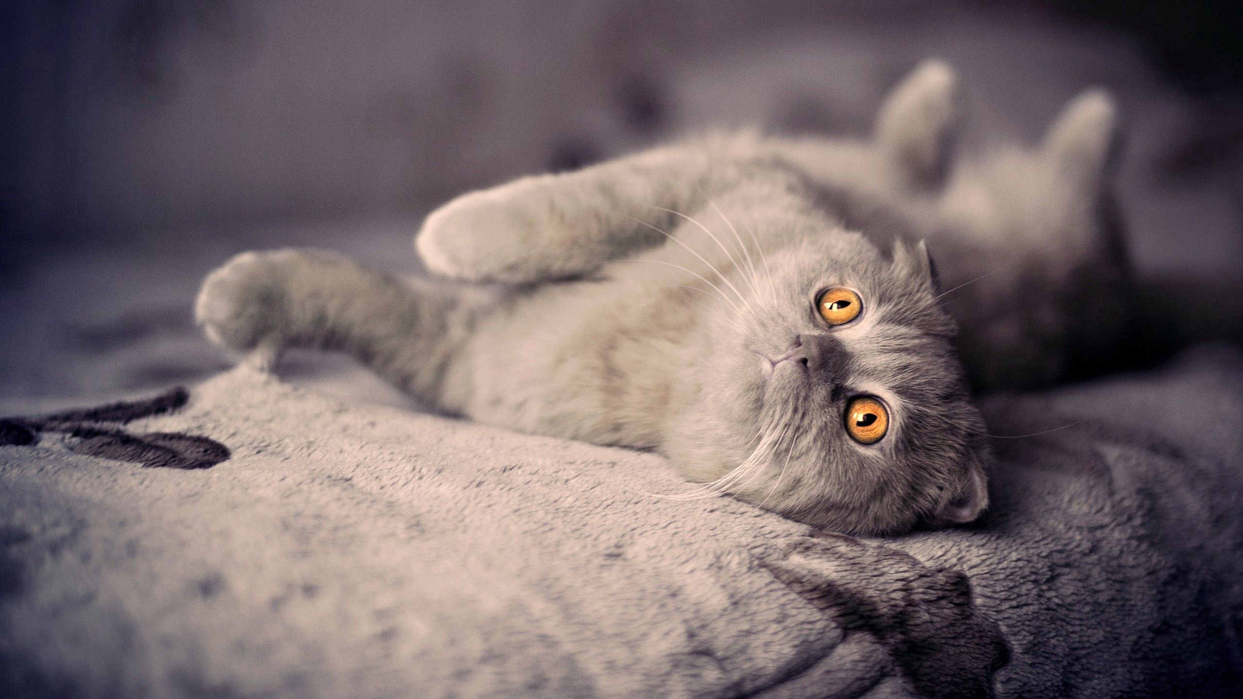 Download wallpaper 2560x1440 kitten, cat, down, playful widescreen 16:9