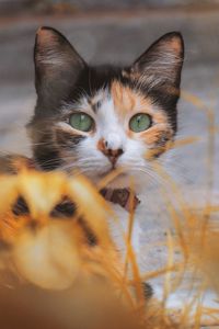 Preview wallpaper kitten, cat, eyes, wool, blur