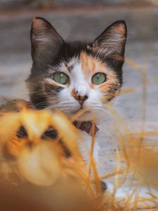 Preview wallpaper kitten, cat, eyes, wool, blur