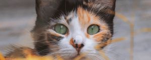 Preview wallpaper kitten, cat, eyes, wool, blur