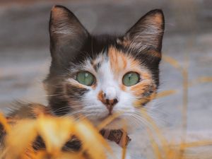 Preview wallpaper kitten, cat, eyes, wool, blur