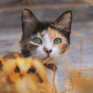 Preview wallpaper kitten, cat, eyes, wool, blur