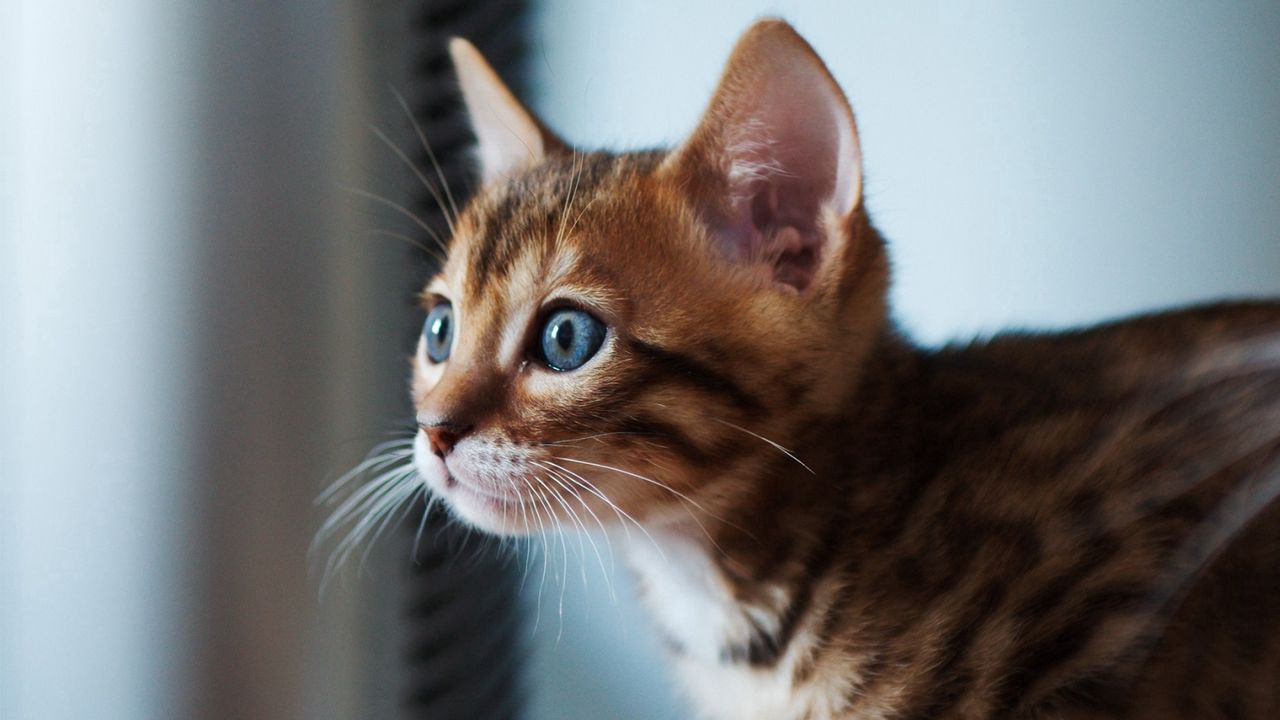 Wallpaper kitten, cat, eyes, focus