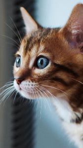 Preview wallpaper kitten, cat, eyes, focus