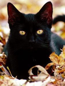 Preview wallpaper kitten, cat, face, fall, leaves