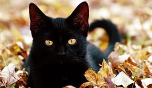 Preview wallpaper kitten, cat, face, fall, leaves