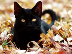 Preview wallpaper kitten, cat, face, fall, leaves