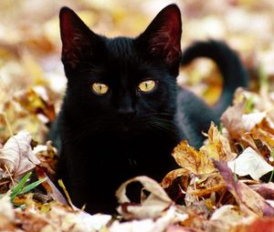 Preview wallpaper kitten, cat, face, fall, leaves