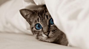 Preview wallpaper kitten, cat, face, blue eyes