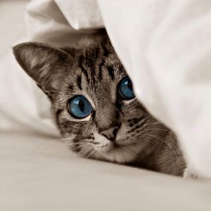Preview wallpaper kitten, cat, face, blue eyes