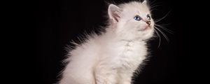 Preview wallpaper kitten, cat, fluffy