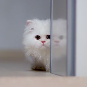 Preview wallpaper kitten, cat, fluffy