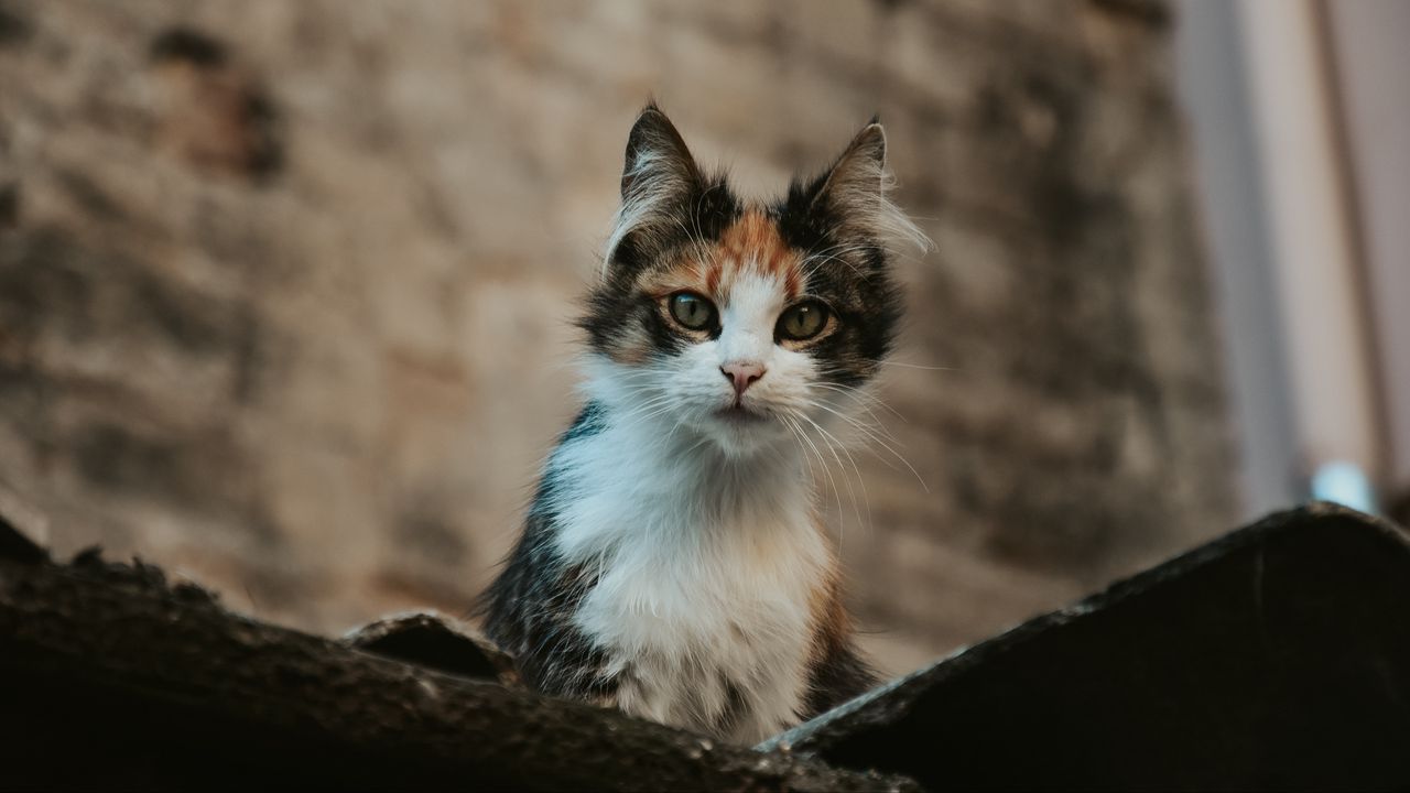 Wallpaper kitten, cat, glance, pet, animal