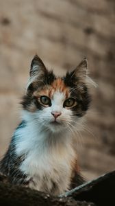 Preview wallpaper kitten, cat, glance, pet, animal