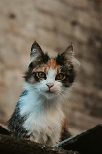 Preview wallpaper kitten, cat, glance, pet, animal
