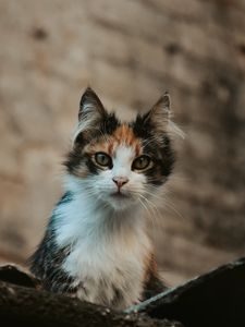 Preview wallpaper kitten, cat, glance, pet, animal