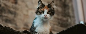 Preview wallpaper kitten, cat, glance, pet, animal
