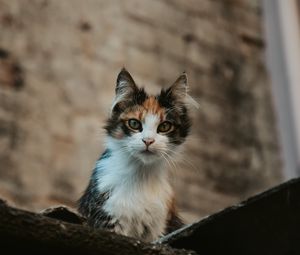 Preview wallpaper kitten, cat, glance, pet, animal