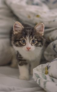 Preview wallpaper kitten, cat, glance, cute, pet