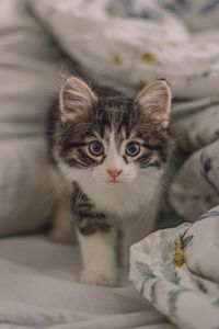Preview wallpaper kitten, cat, glance, cute, pet