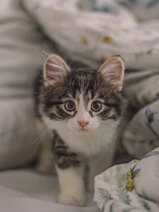 Preview wallpaper kitten, cat, glance, cute, pet